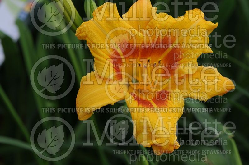 Hemerocallis Black Eyed Stella (Daylily)   2