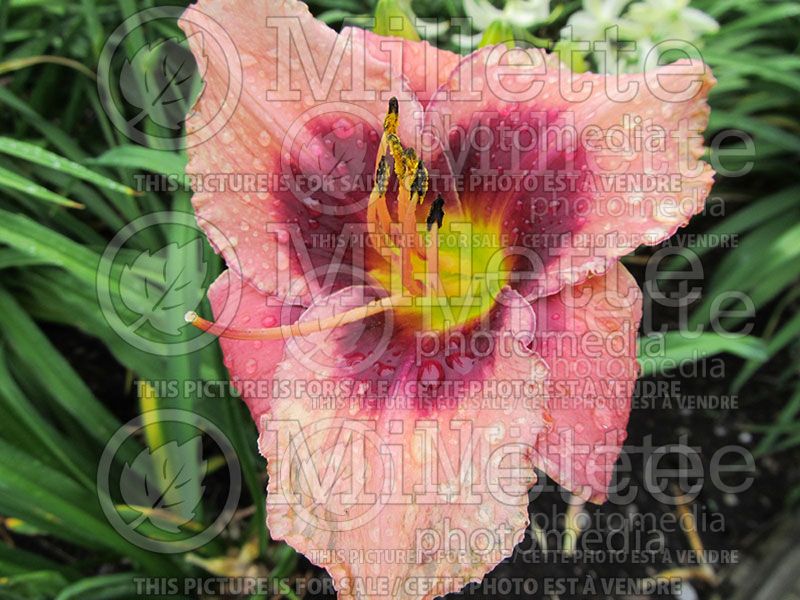 Hemerocallis Black Eye (Daylily)   2