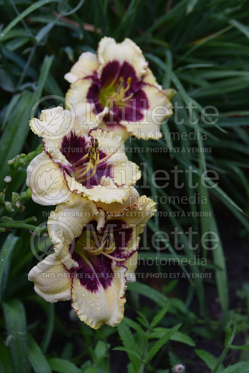 Hemerocallis Blackthorne (Daylily) 1 