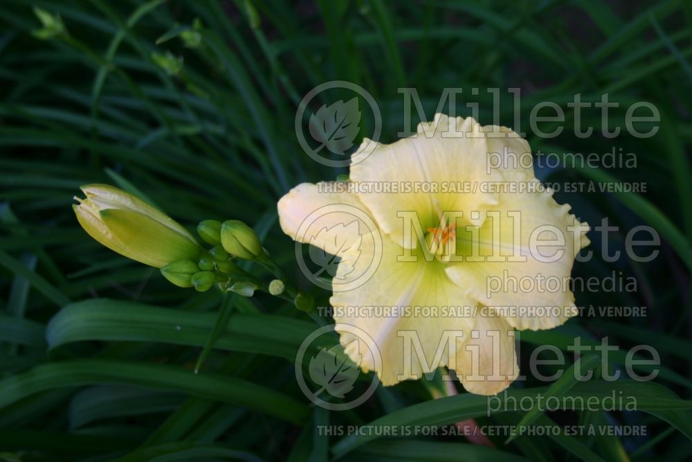 Hemerocallis Blossom Music (Daylily) 1