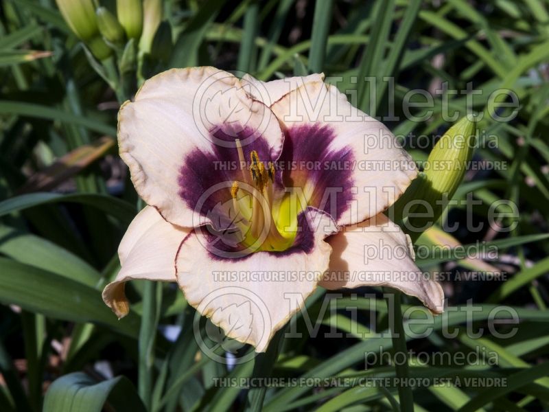 Hemerocallis Blueberry Candy (Daylily) 3 