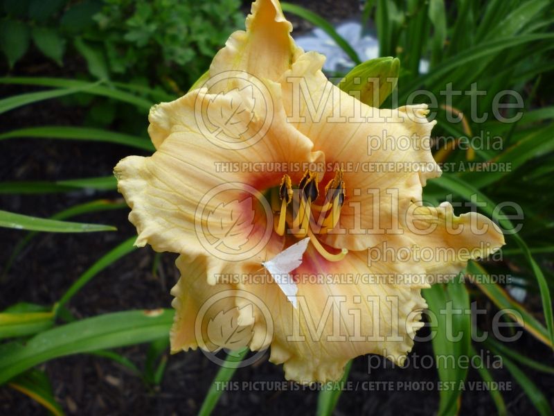 Hemerocallis Blueberry Candy (Daylily) 2 