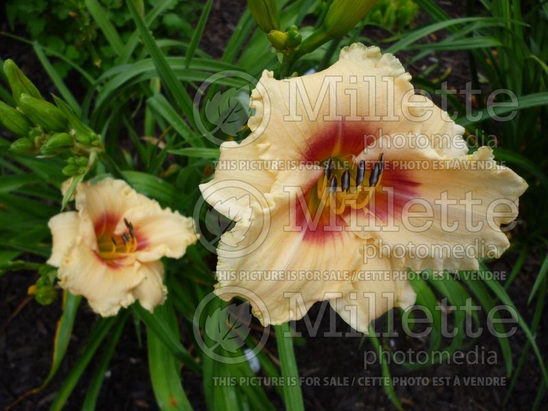 Hemerocallis Blueberry Candy (Daylily) 1 