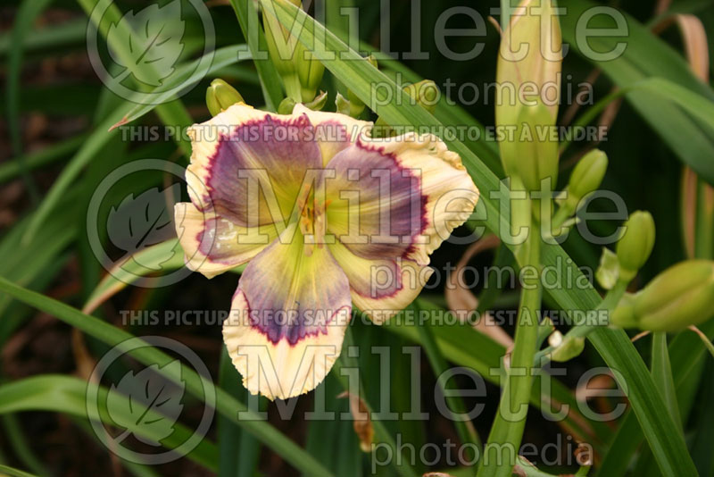 Hemerocallis Blue Oasis (Daylily) 1 