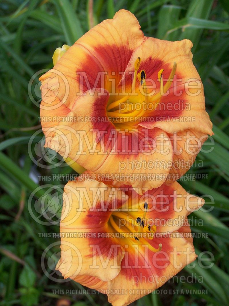 Hemerocallis Bold Tiger (Daylily)  3