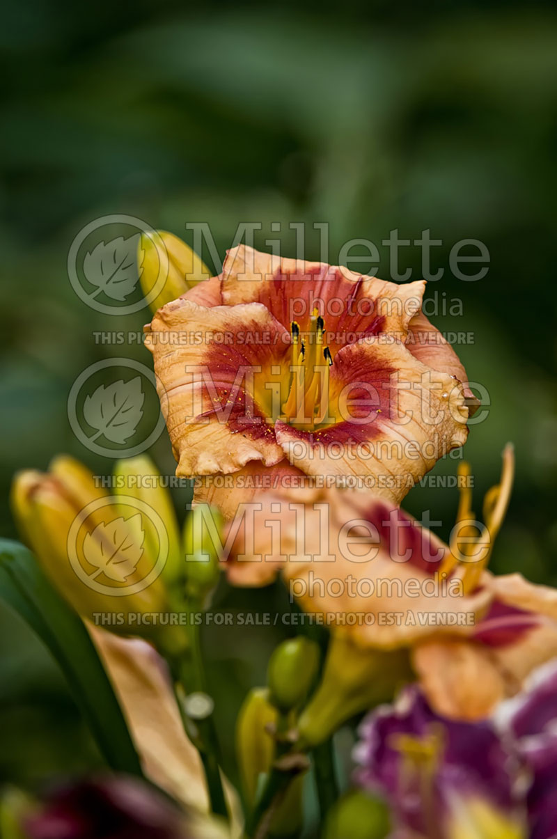 Hemerocallis Bold Tiger (Daylily)  1