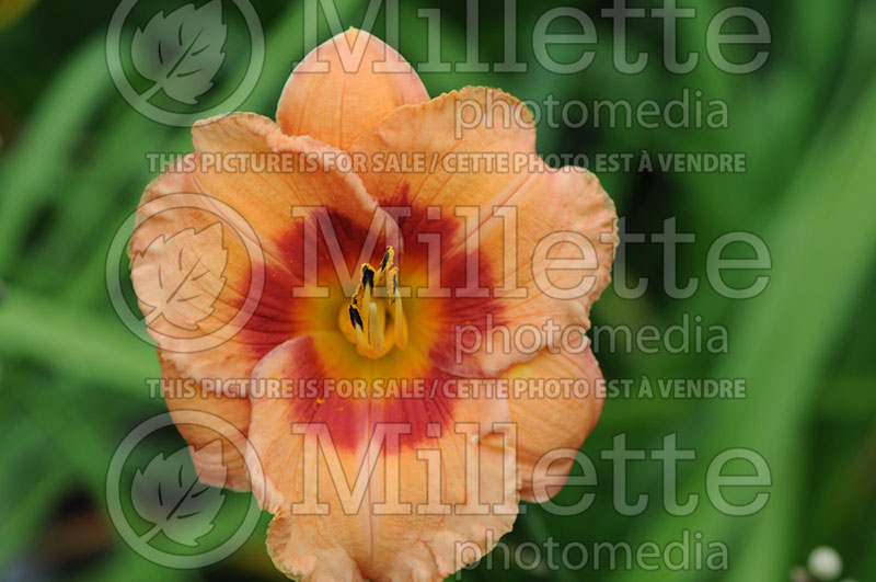 Hemerocallis Bold Tiger (Daylily)  2