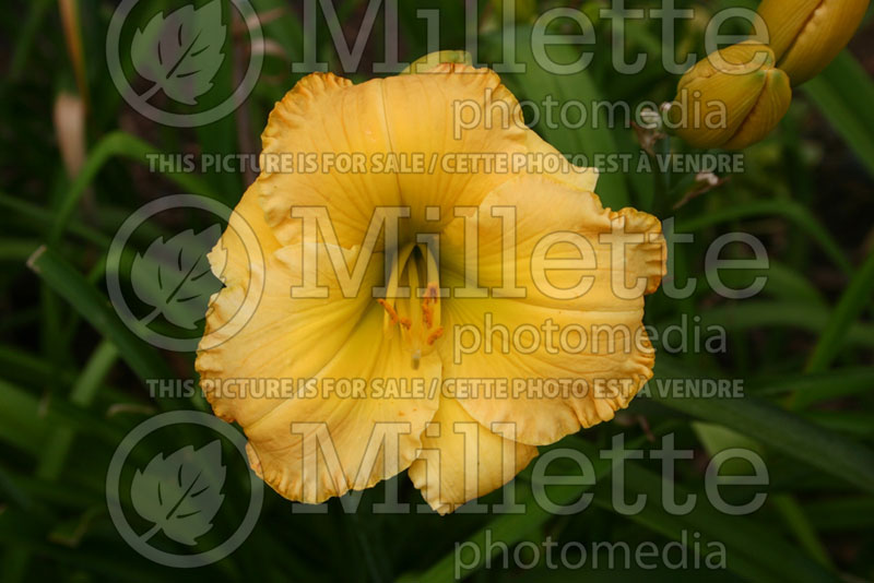 Hemerocallis Bombay Bliss (Daylily) 1 