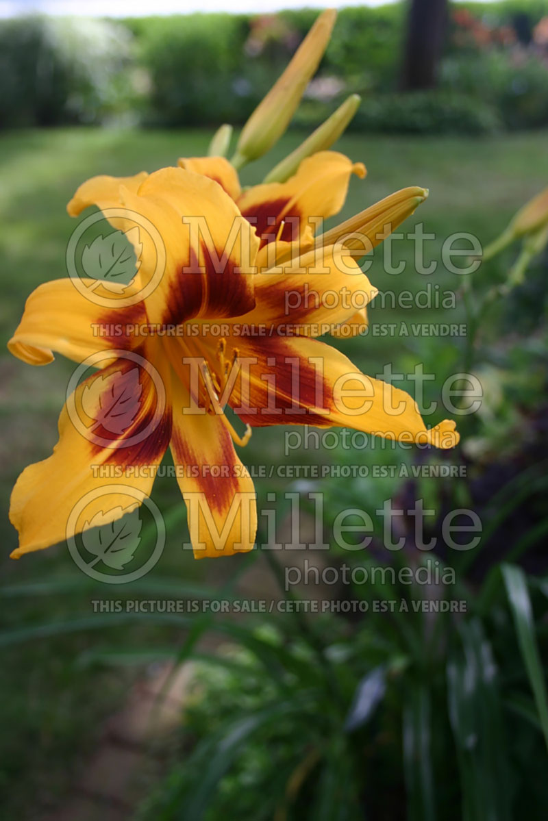 Hemerocallis Bonanza (Daylily) 3  