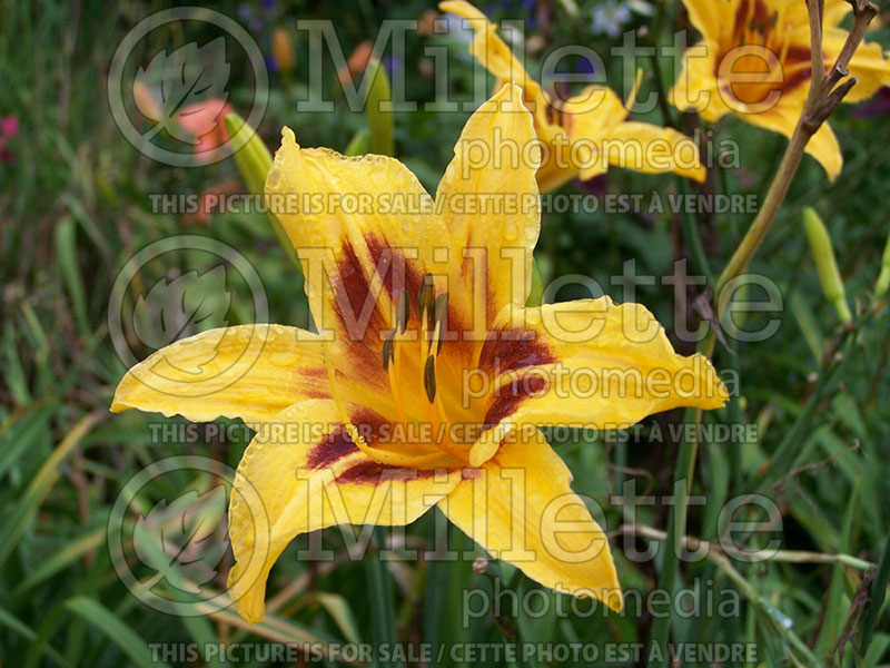 Hemerocallis Bonanza (Daylily) 1  