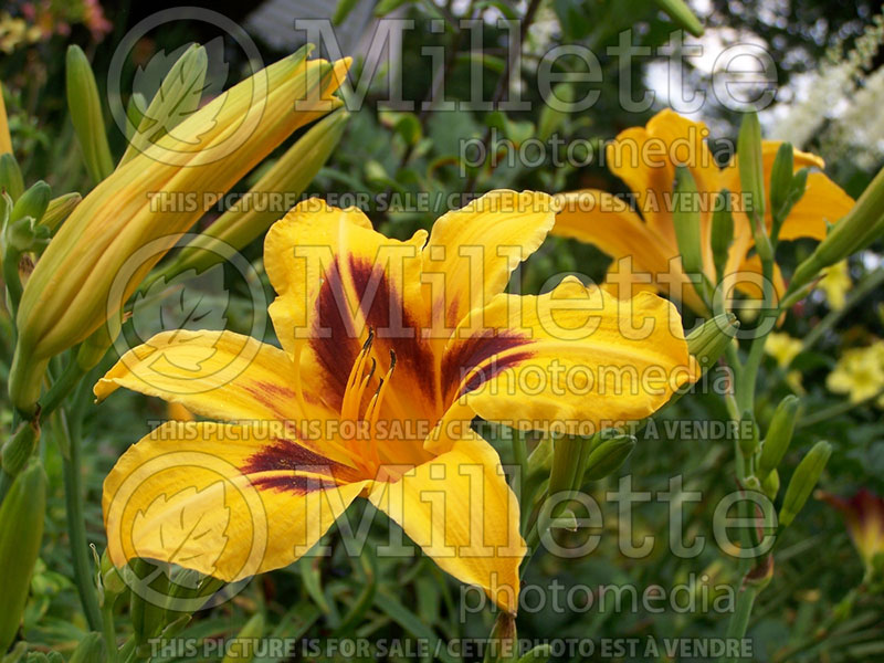 Hemerocallis Bonanza (Daylily) 4  