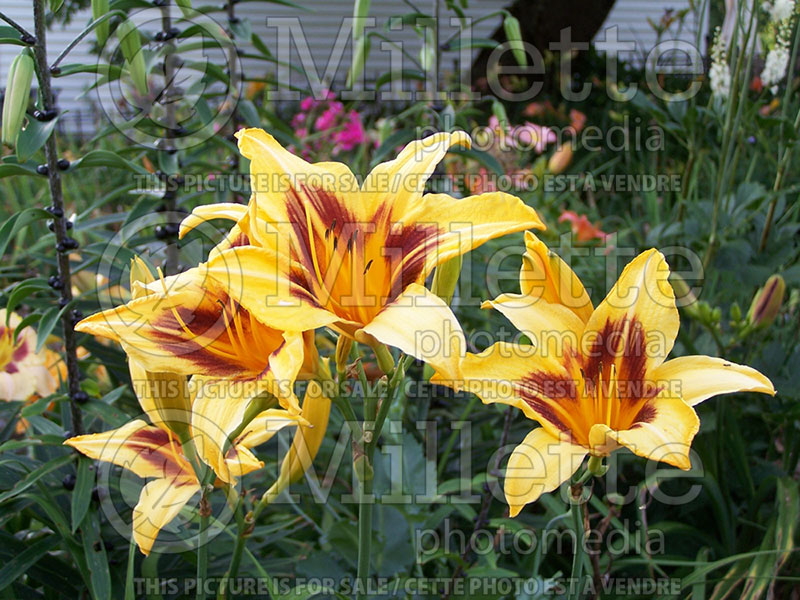 Hemerocallis Bonanza (Daylily) 2  