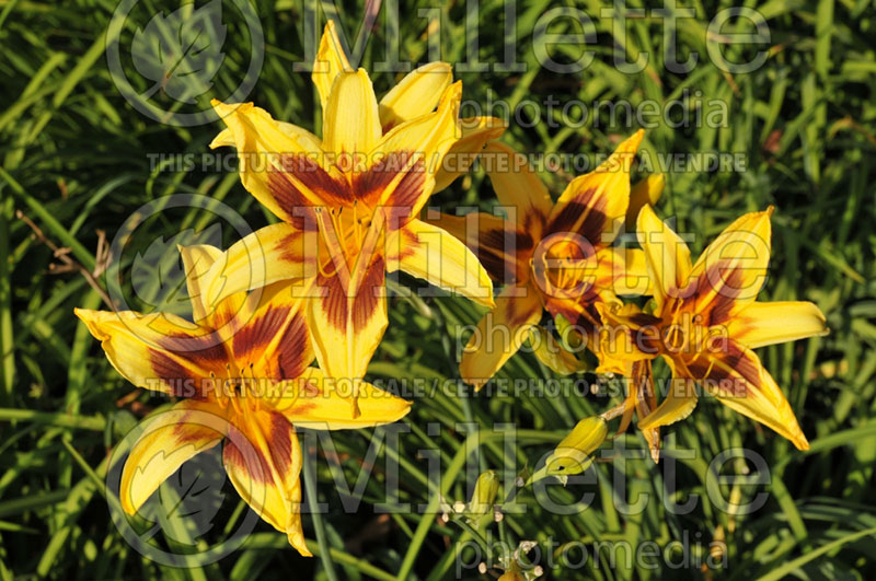 Hemerocallis Bonanza (Daylily) 6  