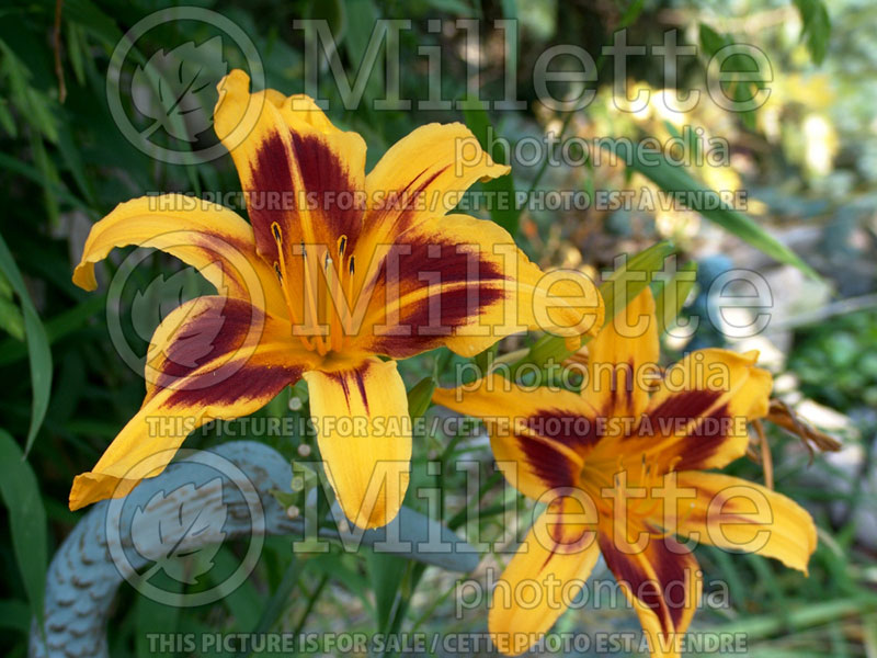 Hemerocallis Bonanza (Daylily) 7  