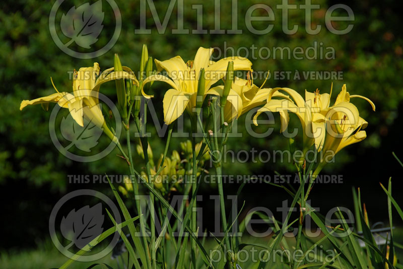 Hemerocallis Boney Maroney (Daylily) 1 