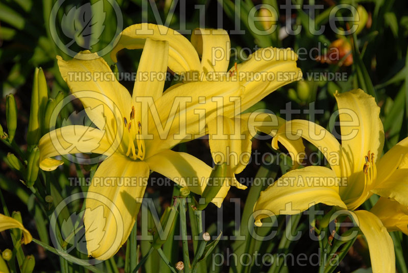 Hemerocallis Boney Maroney (Daylily) 2 