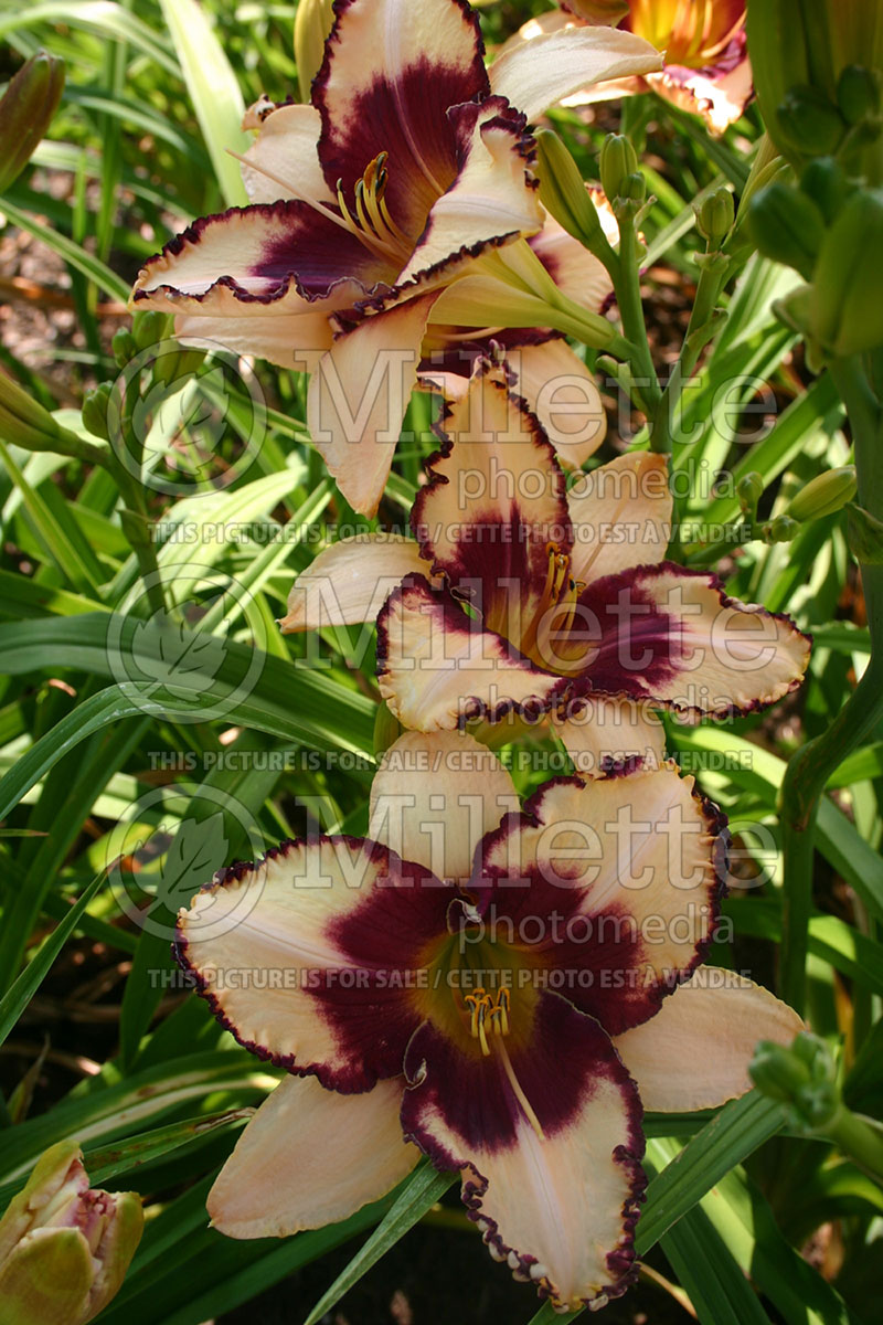 Hemerocallis Border Lord (Daylily) 1