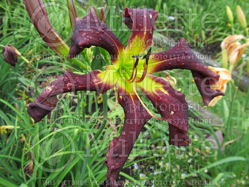 Hemerocallis Brer Rabbit's Baby (Daylily) 1 