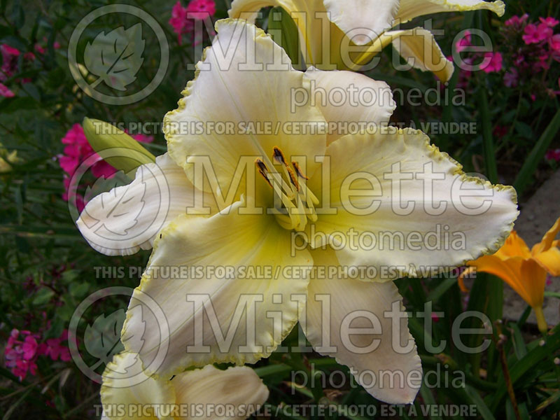 Hemerocallis Bridgeton Elegance (Daylily) 1 