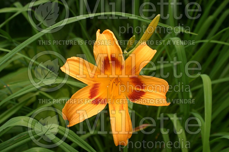 Hemerocallis Buckeye (Daylily) 1