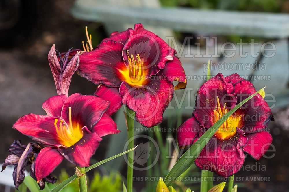 Hemerocallis Buddy's Black Jack (Daylily) 1 