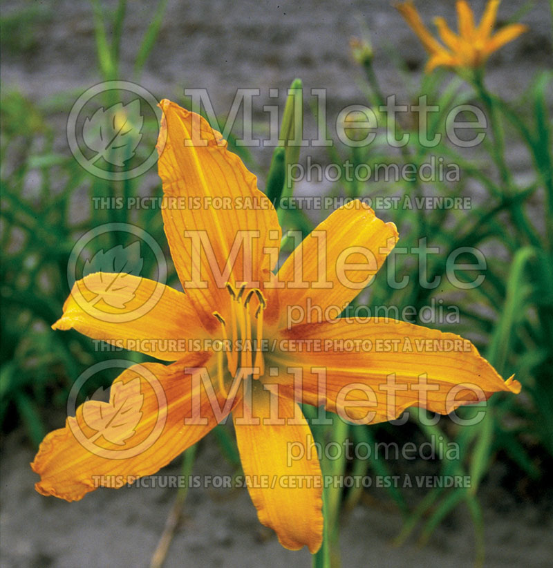 Hemerocallis Burning Daylight (Daylily) 1