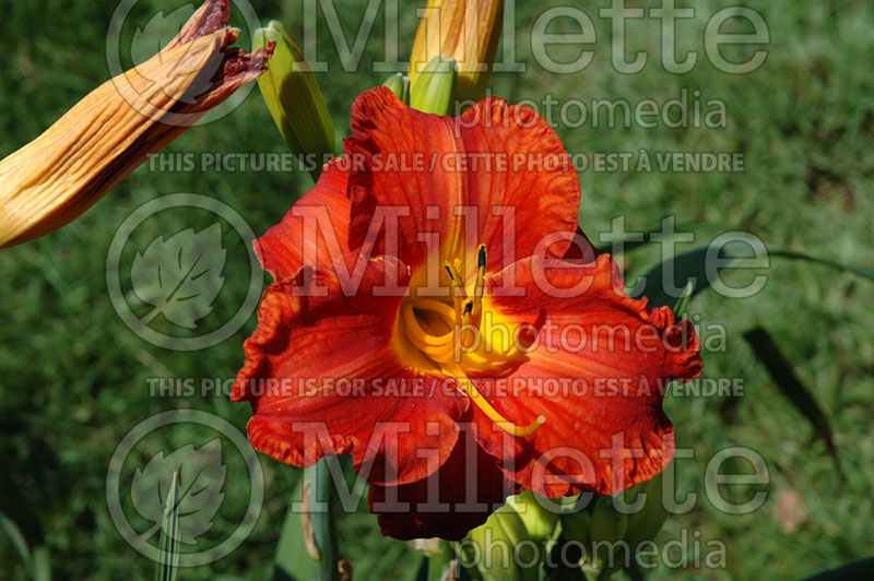 Hemerocallis Burning Inheritance (Daylily) 1