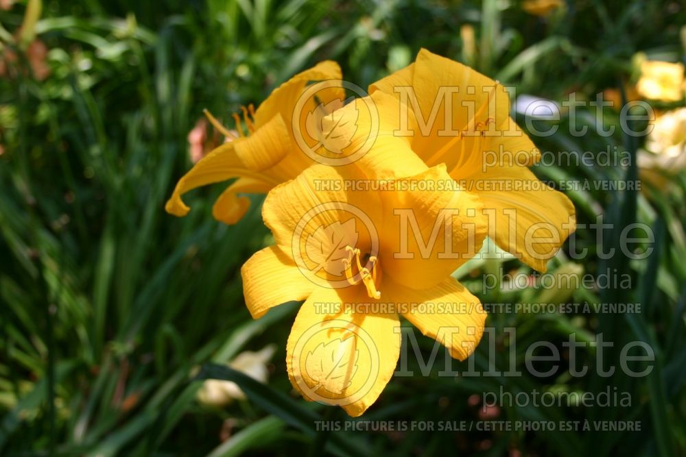 Hemerocallis Buttered Popcorn (Daylily) 1 