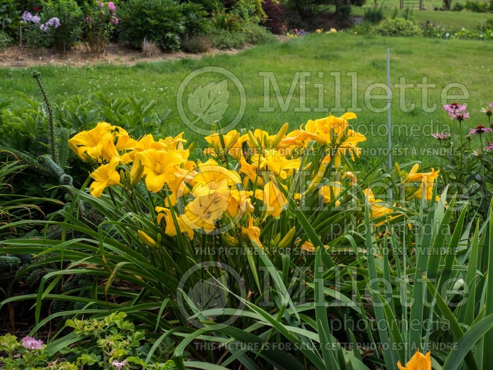 Hemerocallis Buttered Popcorn (Daylily) 3 