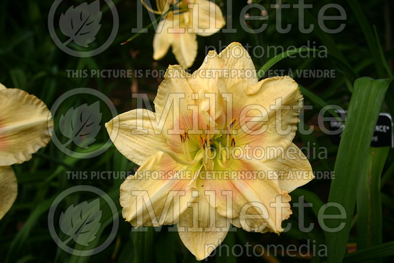 Hemerocallis Butterflies in Flight (Daylily) 1