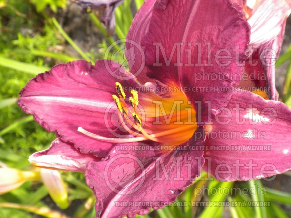 Hemerocallis Byzantine Emperor (Daylily) 1 