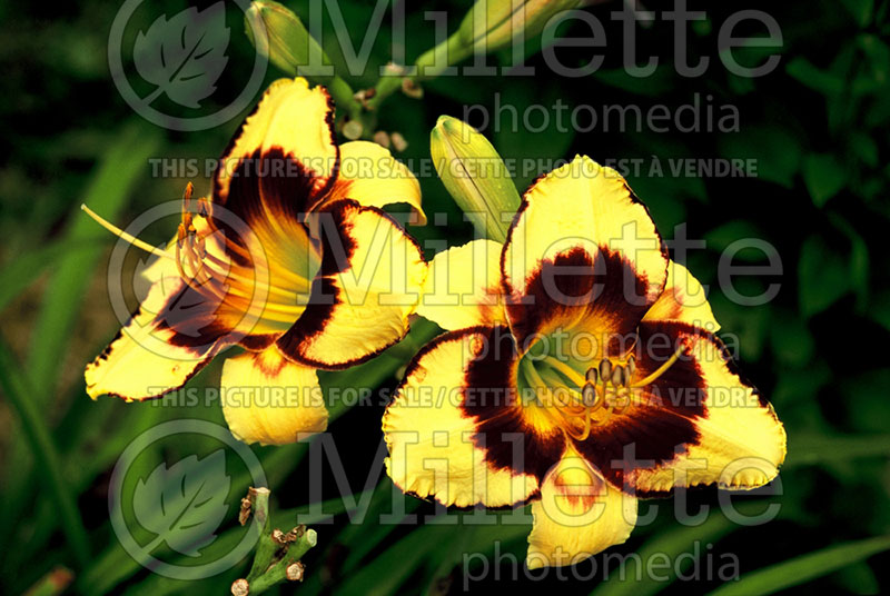 Hemerocallis Calico Jack (Daylily) 1 