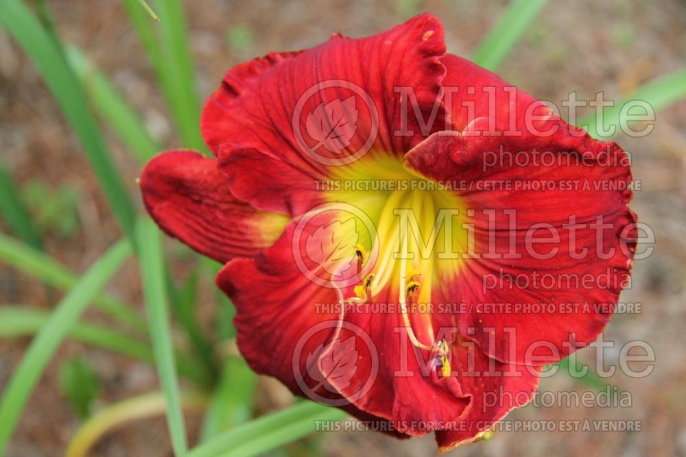 Hemerocallis Cardinal Kisses (Daylily) 1 