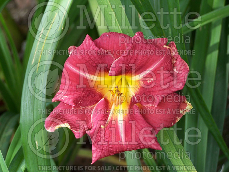 Hemerocallis Carlotta (Daylily) 1