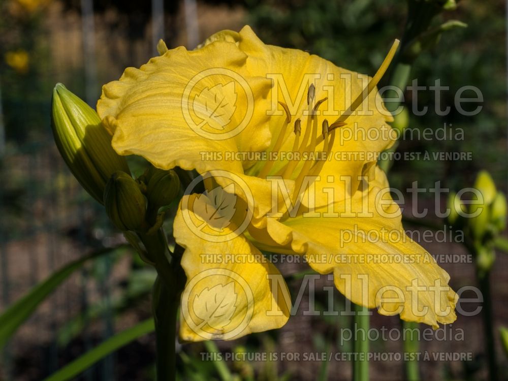 Hemerocallis Carolyn Criswell (Daylily) 1 