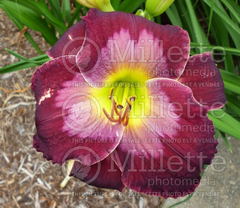 Hemerocallis Carpathian Queen (Daylily) 1 