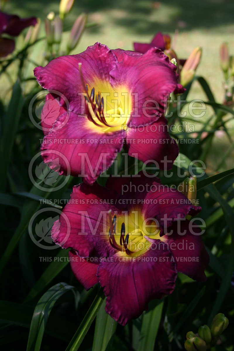 Hemerocallis Casanova (Daylily) 1