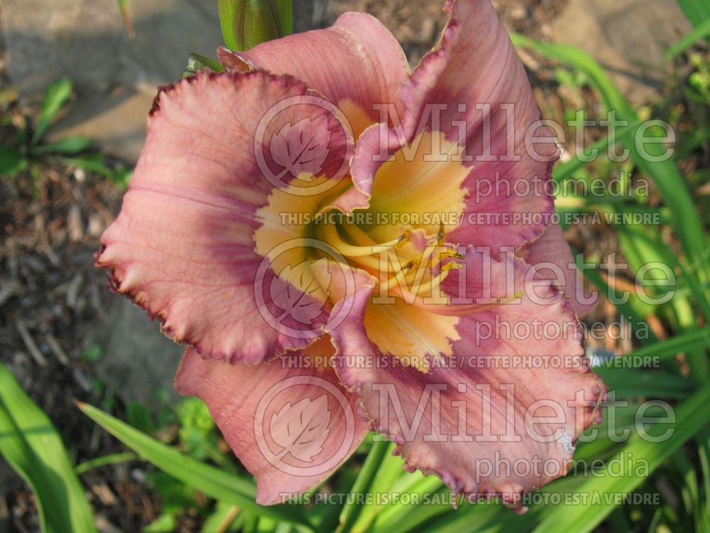 Hemerocallis Catcher in the Eye (Daylily) 1 