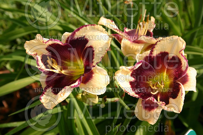 Hemerocallis Celebration of Angels (Daylily) 2 