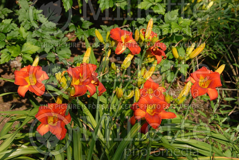 Hemerocallis Celebrity Elite (Daylily) 1 