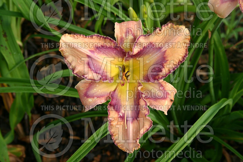 Hemerocallis Celestial Eyes (Daylily) 1