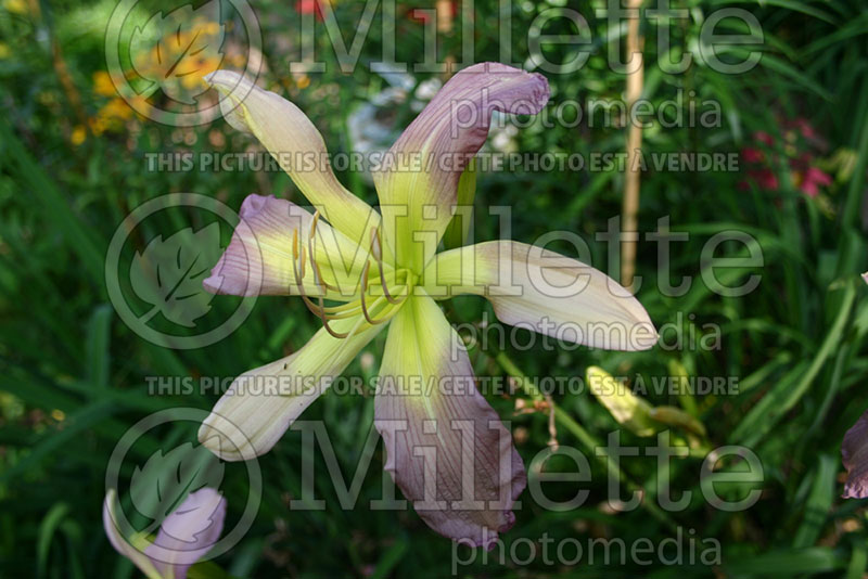 Hemerocallis Cerulean Star (Daylily) 1