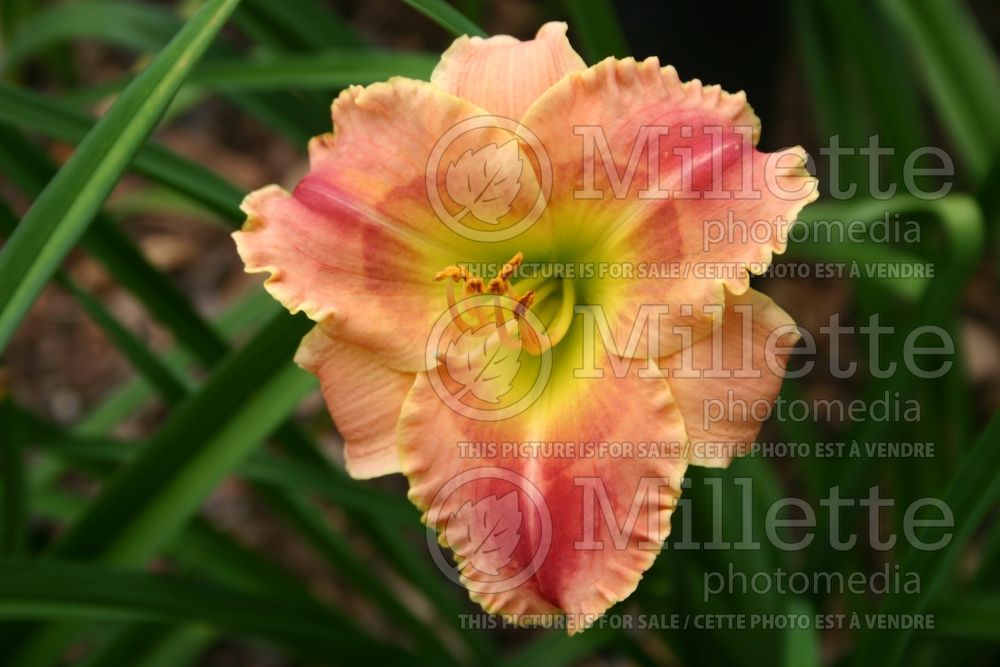 Hemerocallis Chaotic Symmetry (Daylily) 1