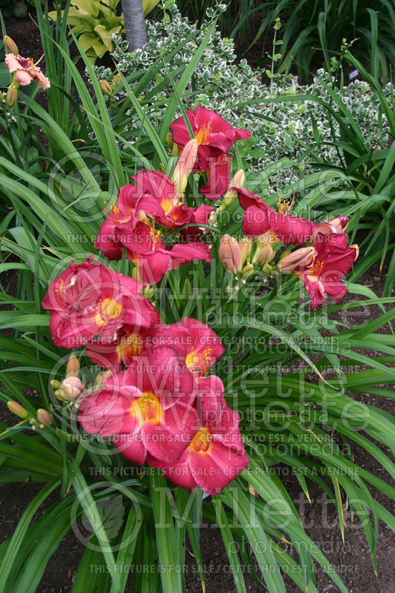 Hemerocallis Charles Johnston (Daylily)   1