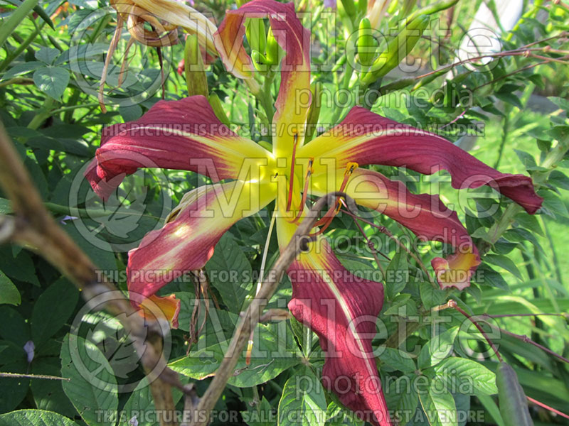 Hemerocallis Charon the Ferryman (Daylily) 1 