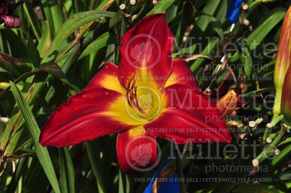 Hemerocallis Cherokee Star (Daylily) 2