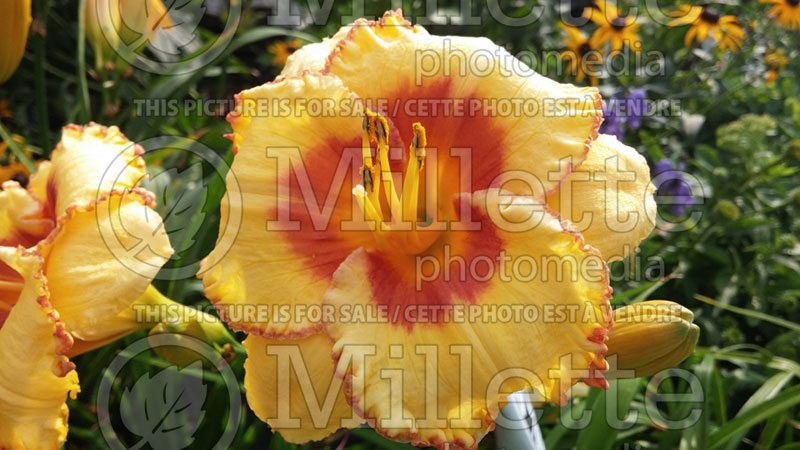 Hemerocallis Cherry Candy (Daylily) 1 