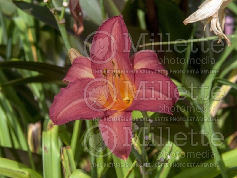 Hemerocallis Cherry Cheeks (Daylily) 4 