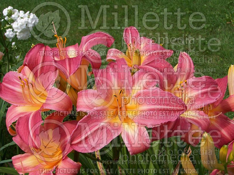 Hemerocallis Cherry Cheeks (Daylily) 2