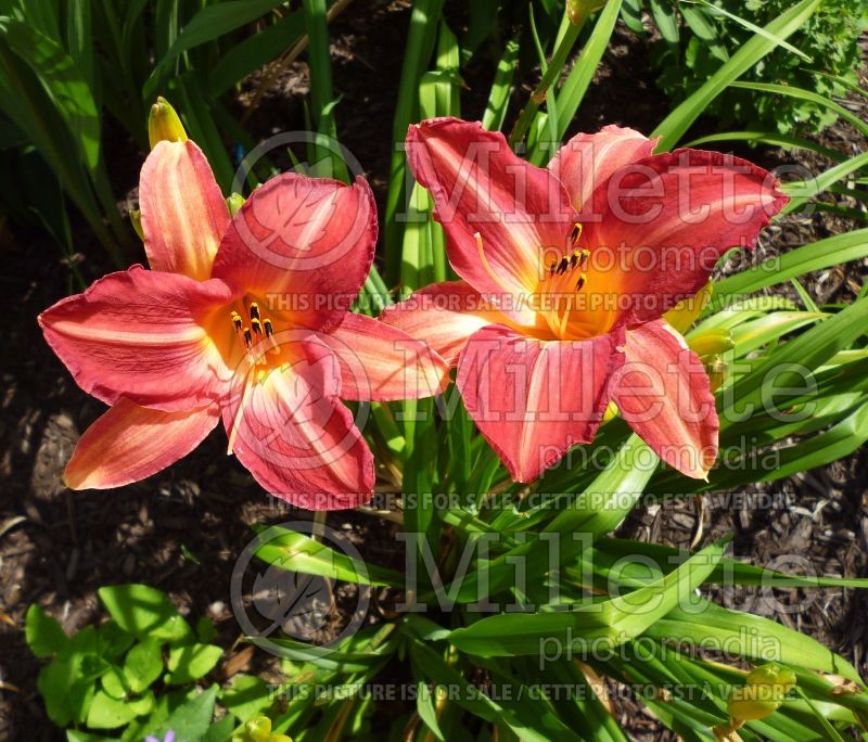 Hemerocallis Cherry Cheeks (Daylily) 3 